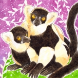 クロシロエリマキキツネザル