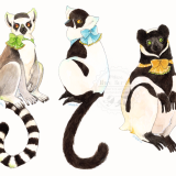 ワオキツネザル、クロシロエリマキキツネザル、インドリ