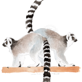 ワオキツネザル