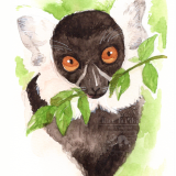 クロシロエリマキキツネザル