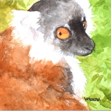 クロキツネザル（メス）