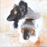 クロキツネザル