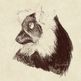 クロシロエリマキキツネザル