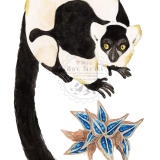 クロシロエリマキキツネザル、タビビトノキ