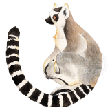 ワオキツネザル