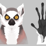 ワオキツネザル