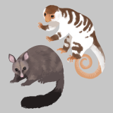 フクロギツネ、クスクス