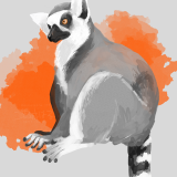 ワオキツネザル