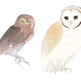 サボテンフクロウ、シロフクロウ